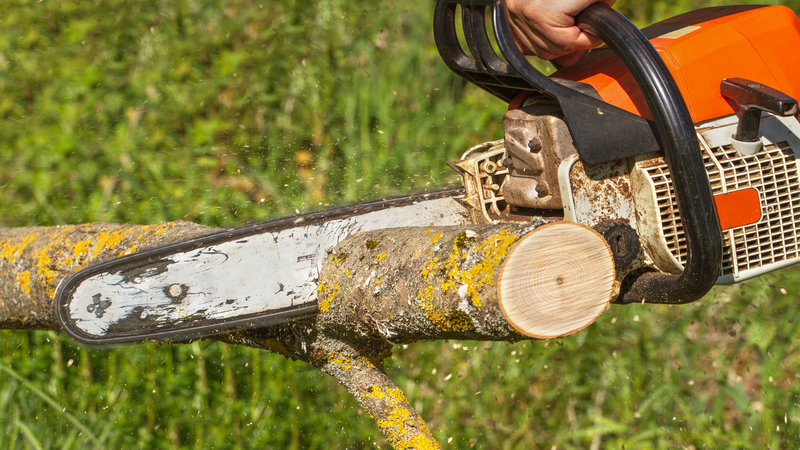 Professional Tree Trimming Service Near Manchester WA