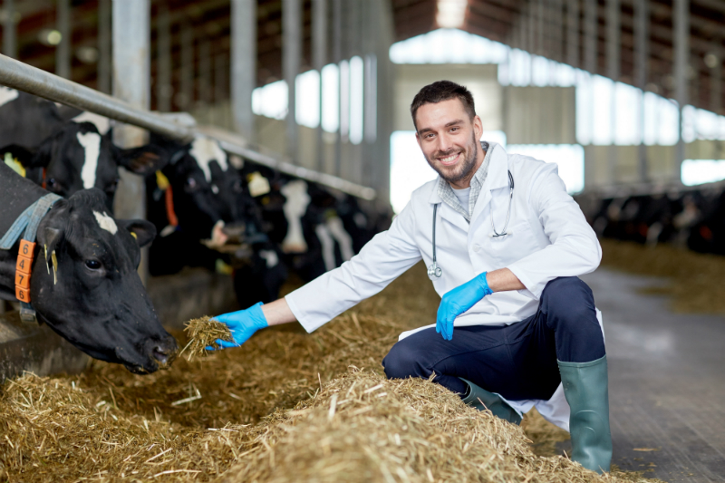 4 Common Mistakes People Make When Buying Dairy Cows for Their Farm