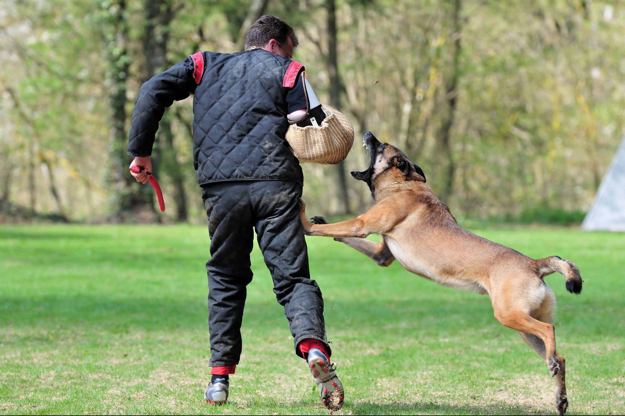 A Dog Trainer in Menifee, CA Can Help Overcome Behavioral Issues