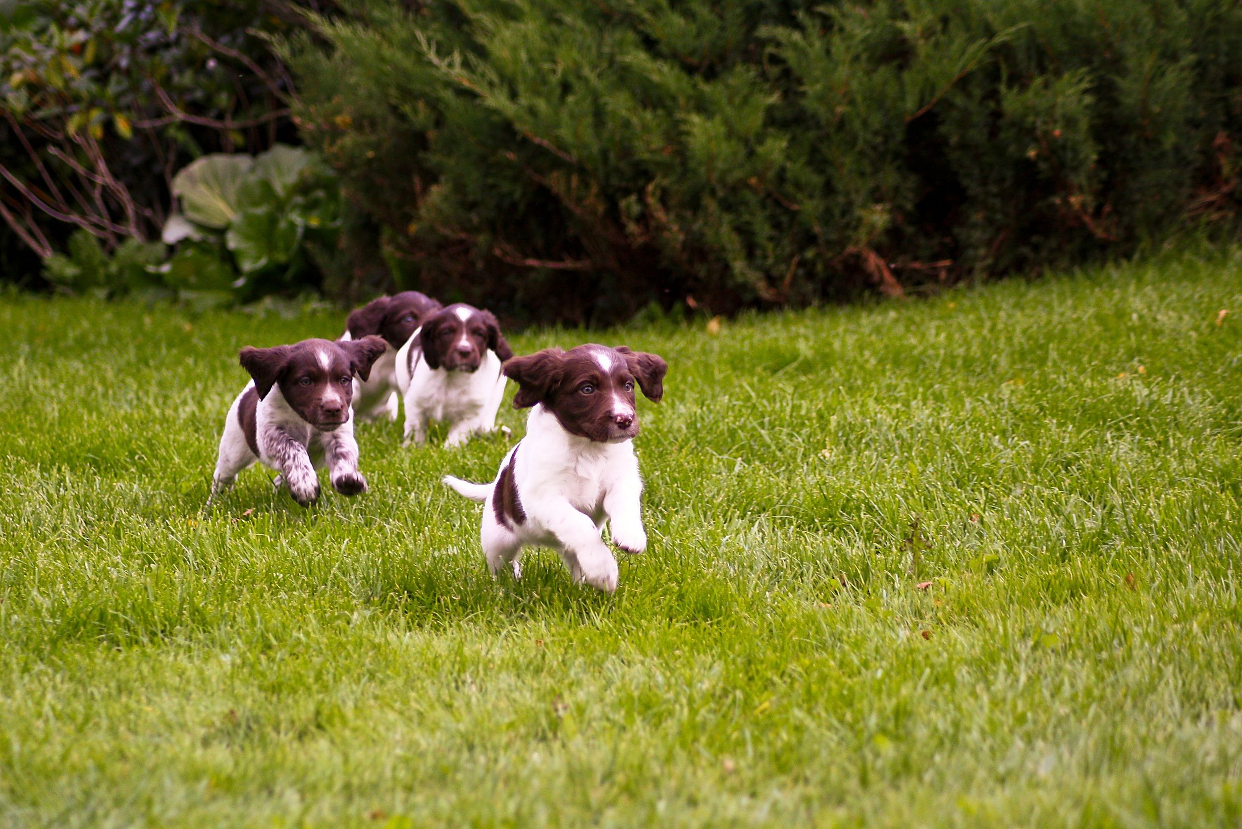 The Importance of Puppy Obedience Training to Puppy Owners in Murrieta, CA