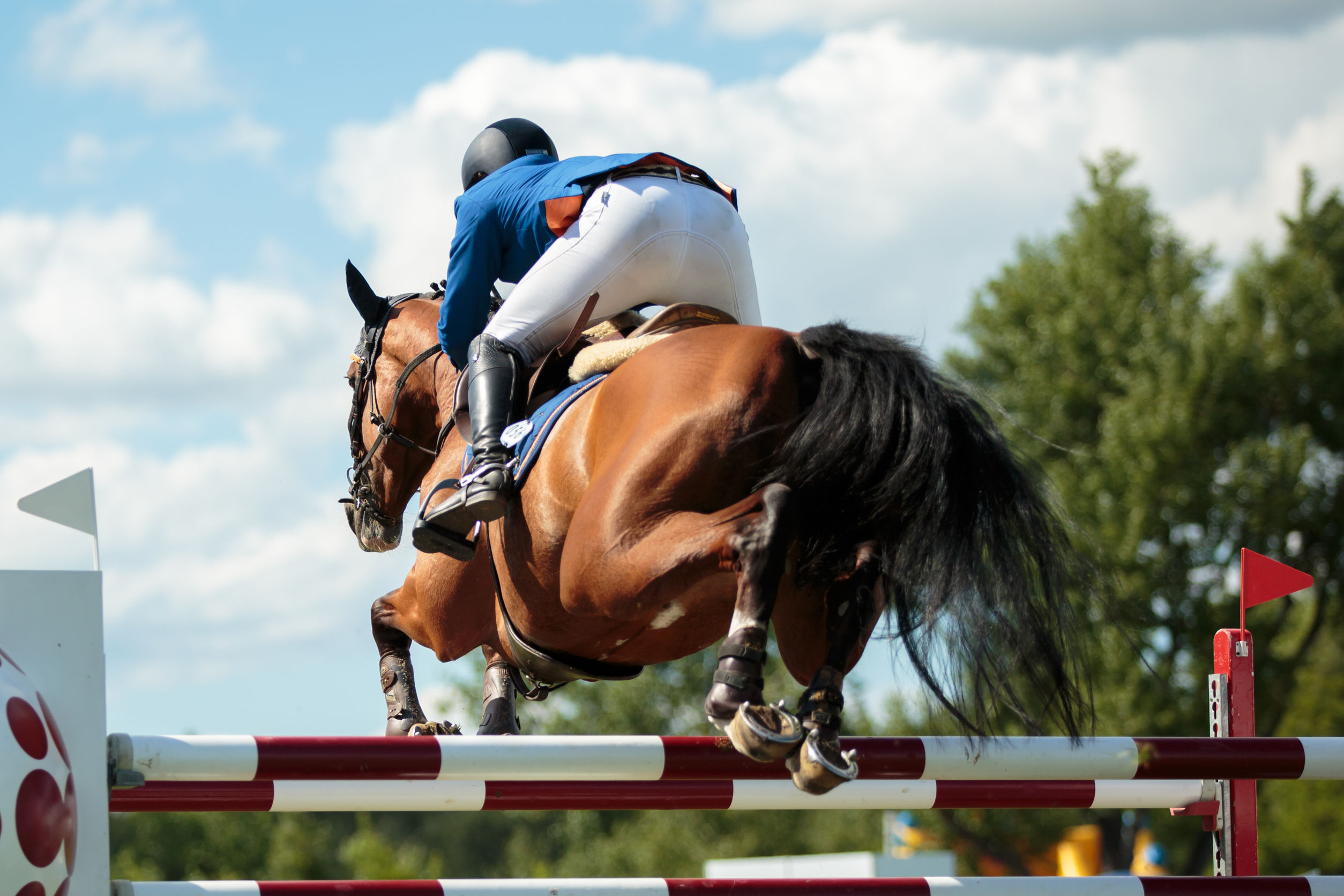 How To Identify a Happy Horse Behavior