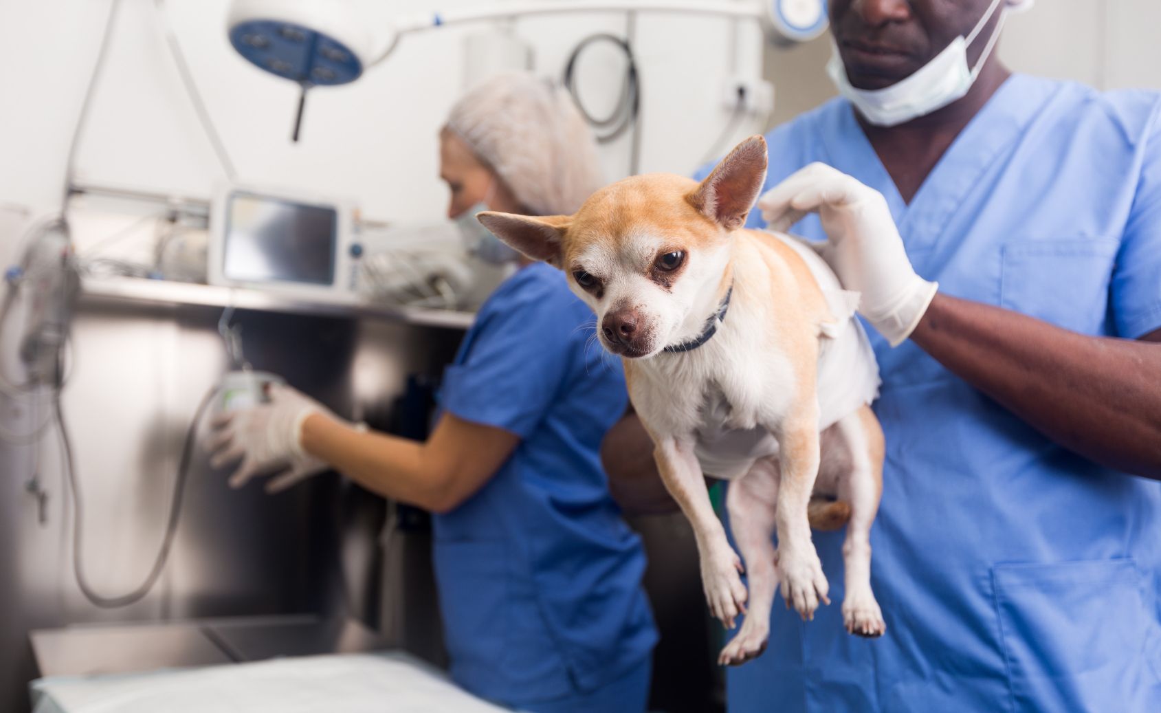 When an Animal Hospital in Riverside CA Could Be Required