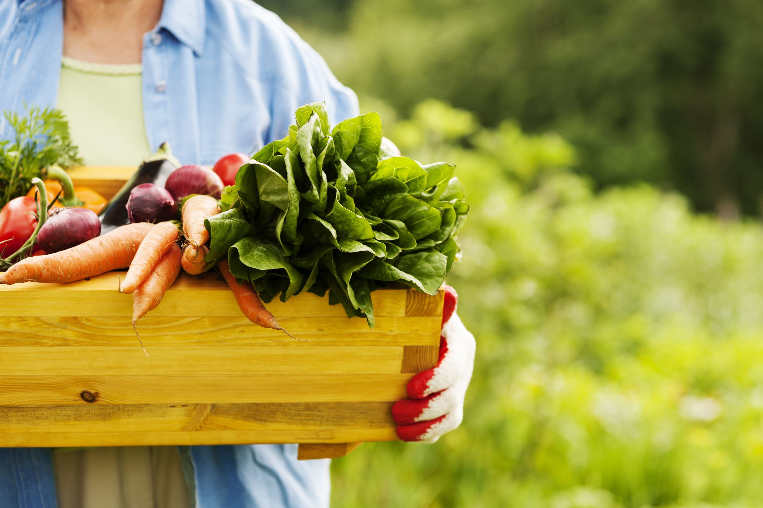 How to Select Prime Vegetable Plants in Edgebrook, IL