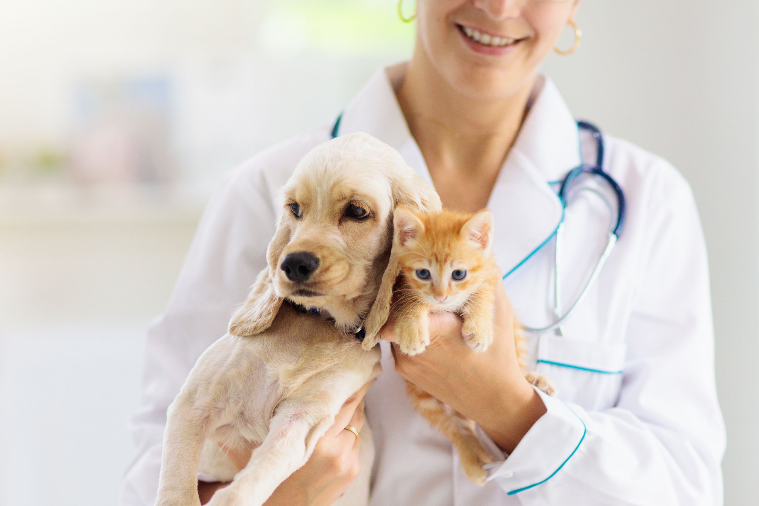 Pursuing a Veterinary Technology Degree in California