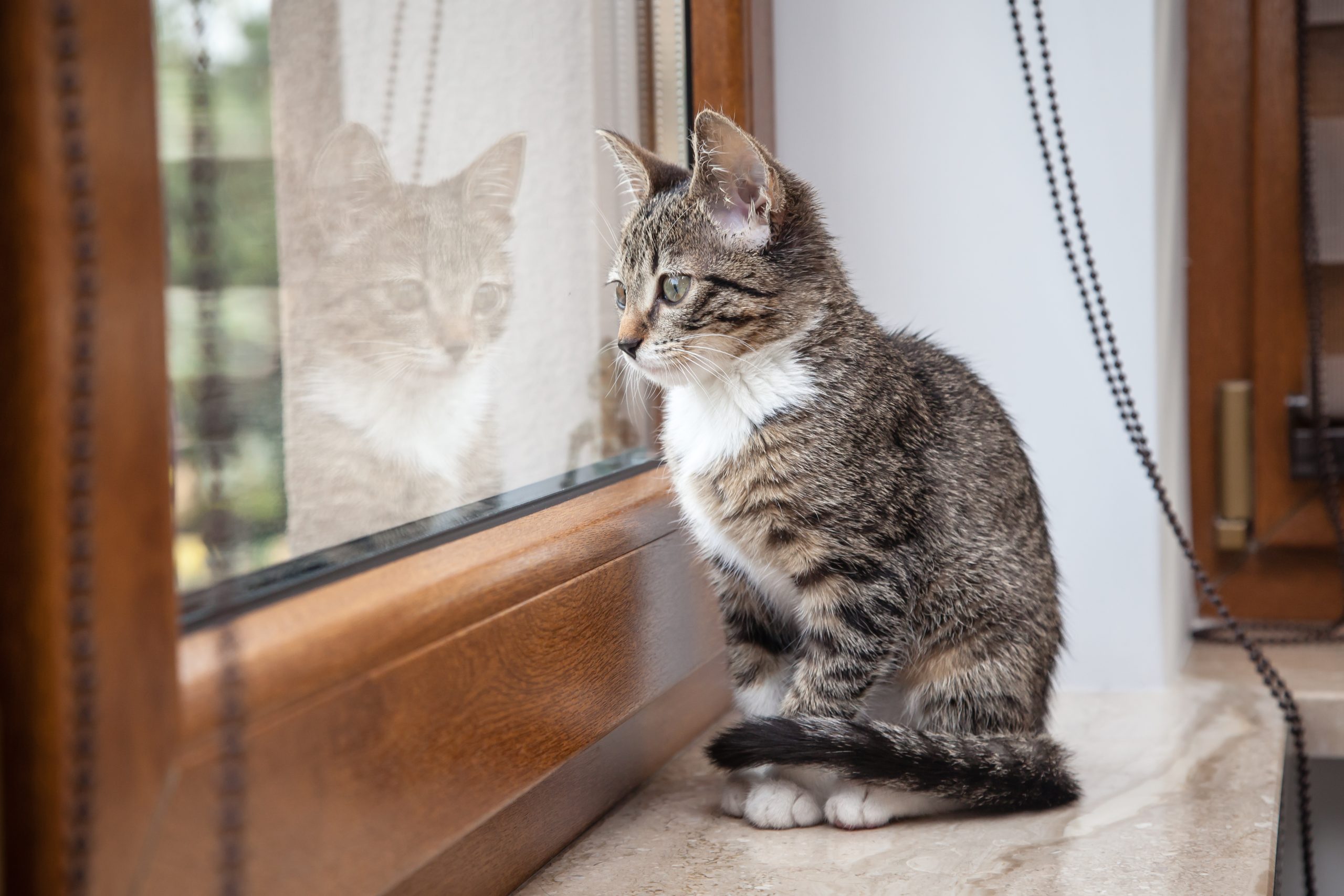 Getting the Most Out of Your Boarding Cage: Cat Condos in Philadelphia