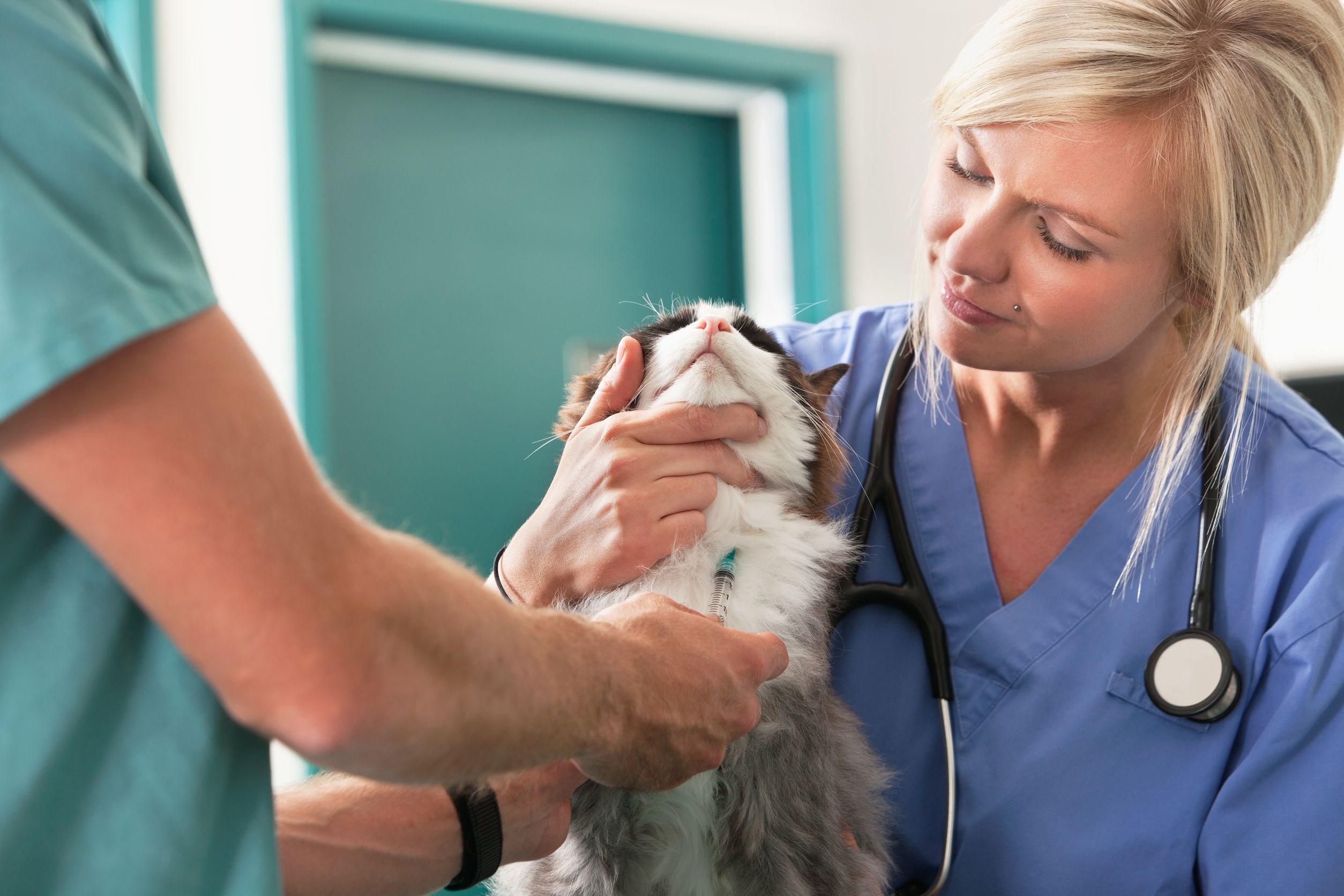 A Pet Hospital in Sarasota, FL, Provides Comprehensive Care for Your Furry Friends