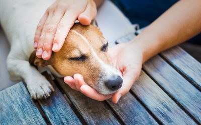 Emergency Pet Care—What To Expect From a Veterinary Hospital in Sarasota, FL