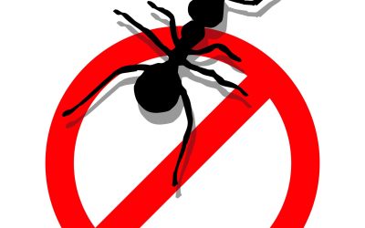 An Affordable Exterminator in Wildomar CA You Can Trust