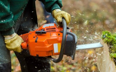 Top Reasons to Use Tree Trimming Services in Austin, TX