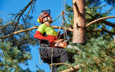 The Benefits of Tree Care Services in Spicewood, TX