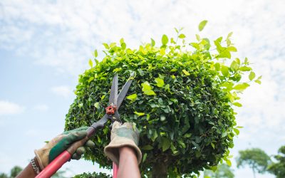 Comprehensive Tree Trimming Services in Wimberley, TX: Enhancing Tree Health And Property Safety