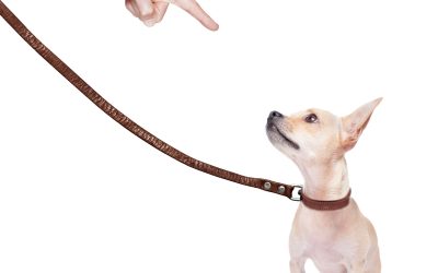 Say Goodbye to Pet Waste With a Local Pooper Scooper Service in Aurora, CO, for Busy Families