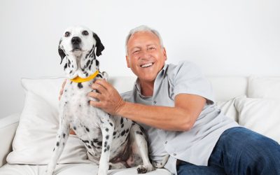 Build a Calm Companion With Behavioral Dog Training Orange County CA Methods