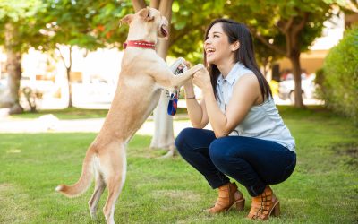 Making Life Easier with Dog Training Services Arlington TX for Lasting Results