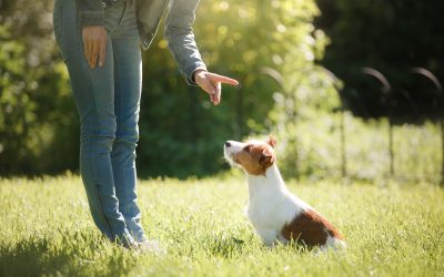 Common Mistakes Pet Owners Make During Puppy Training Boca Raton FL Solutions