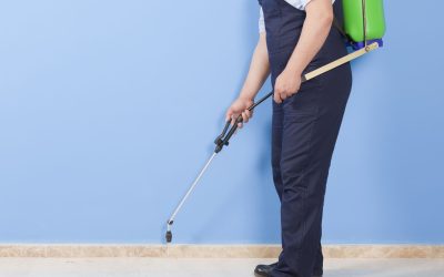 Say goodbye to unwanted pests with expert Pest Control Rolla MO strategies at home