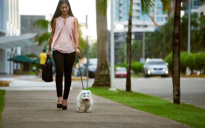 Real Solutions Private in Home Dog Training Houston TX Brings to Everyday Challenges