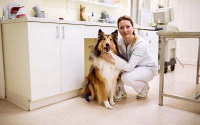 Transform Your Pet’s Behavior With Dog Discipline Training Tucson AZ Residents Trust