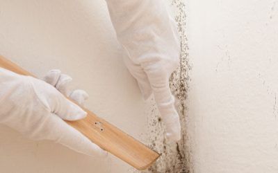 Expert Mold Remediation in Hinsdale, IL Restores Clean Indoor Air Quality