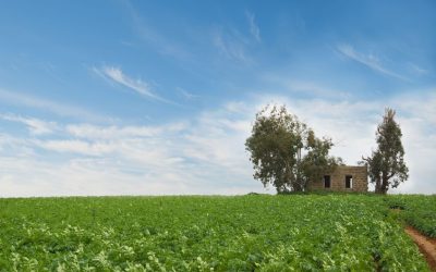 Steps to Prepare for a Farmland Auction in Mankato, MN, and Maximize Your Value